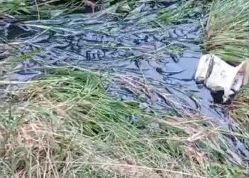 PKS CV BSS Dituding Buang Limbah Sembarangan, Ini Videonya