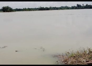 Ribuan Hektar Tanaman Padi di Meranti Asahan Terendam