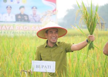 Wakil Bupati Labura, H. Samsul Tanjung, menghadiri panen raya padi sawah