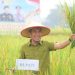 Wakil Bupati Labura, H. Samsul Tanjung, menghadiri panen raya padi sawah