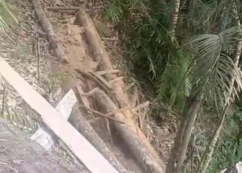 Pohon Mahoni di Areal DAS HGU PT Bridgeston Aek Tarum Dibabat OTK