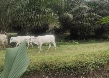 Lokasi areal kebun PTPN III Sei Dadap