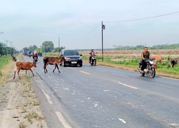 Ternak Berkeliaran di Jalinsum Meranti Kisaran, Pengguna Jalan Harus Berhati-hati