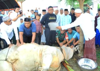 Wakil Bupati Labura Saksikan Penyembelihan Hewan Kurban Presiden RI