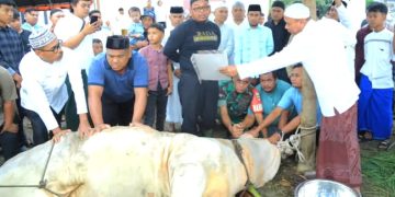 Wakil Bupati Labura Saksikan Penyembelihan Hewan Kurban Presiden RI