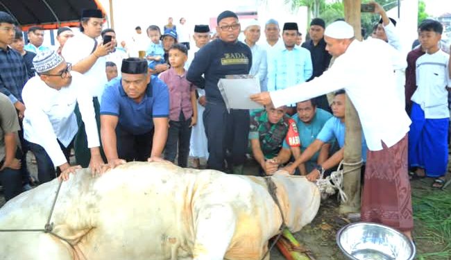 H. Samsul Tanjung menyaksikan penyembelihan hewan kurban Presiden Prabowo Subianto.