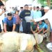 Wakil Bupati Labura Saksikan Penyembelihan Hewan Kurban Presiden RI
