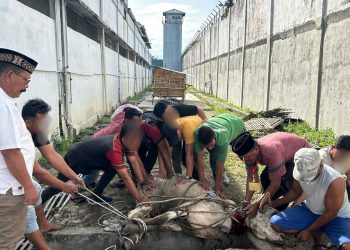 Lapas Labuhan Ruku Laksanakan Pemotongan Hewan Kurban