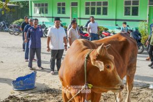 Bupati Batubara Serahkan Hewan Qurban dari Presiden RI