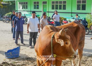 Bupati Batubara Serahkan Hewan Qurban dari Presiden RI