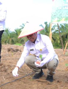 Wakil Bupati Labura, H. Samsul Tanjung, menanam bibit jagung di Desa Damuli Pekan.