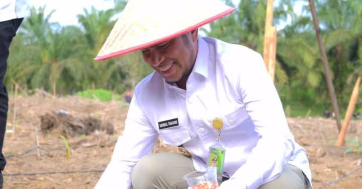 Wakil Bupati Labura, H. Samsul Tanjung, menanam bibit jagung di Desa Damuli Pekan.
