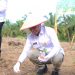 Wakil Bupati Labura, H. Samsul Tanjung, menanam bibit jagung di Desa Damuli Pekan.