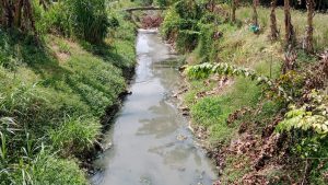 Sungai Serdang diduga Tercemar Limbah dari Pabrik Kelapa