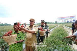 Bupati Batubara dan Forkopimda Panen Cabai
