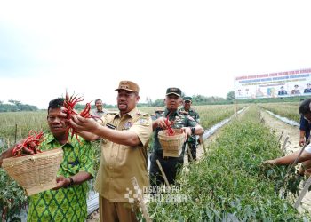 Bupati Batubara dan Forkopimda Panen Cabai