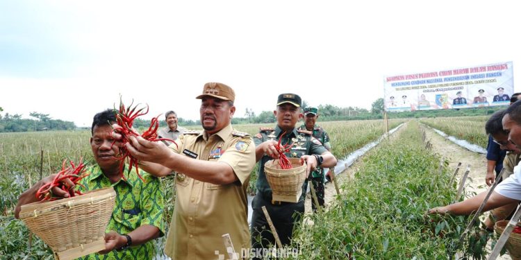 Bupati Batubara dan Forkopimda Panen Cabai