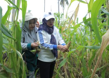 Ketua PKK Asahan Panen Hasil Pemanfaatan Lahan di 2 Lokasi Hatinya PKK