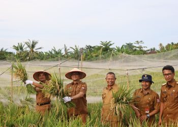 Wali Kota dan Wakil Wali Kota Tanjungbalai Panen Padi MT II