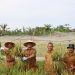 Wali Kota dan Wakil Wali Kota Tanjungbalai Panen Padi MT II