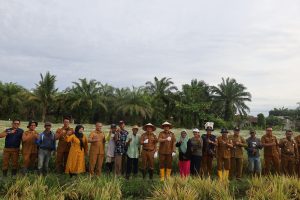 Wali Kota dan Wakil Wali Kota Tanjungbalai Panen Padi MT II
