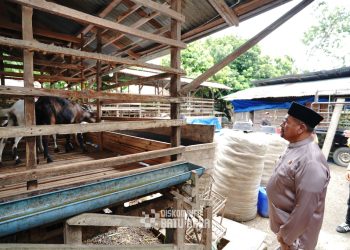 Bupati Batubara tinjau peternakan kambing.