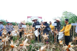 Bupati Batubara Hadiri Panen Raya Jagung Serentak