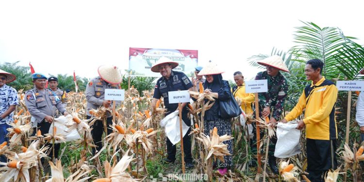 Bupati Batubara Hadiri Panen Raya Jagung Serentak