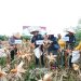 Bupati Batubara Hadiri Panen Raya Jagung Serentak