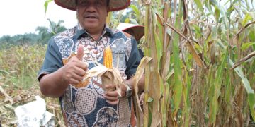 Panen Raya Jagung Serentak Dipimpin Presiden Republik Indonesia