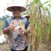 Panen Raya Jagung Serentak Dipimpin Presiden Republik Indonesia