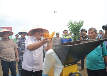 Panen Raya Jagung di Asahan, Polres dan Forkopimda Dorong Swasembada Pangan