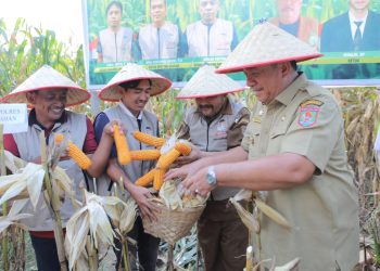 Hadiri Panen Raya Jagung di Tinggi Raja, Bupati Asahan: Pemerintah Teguhkan Komitmen Kemandirian Pangan Daerah