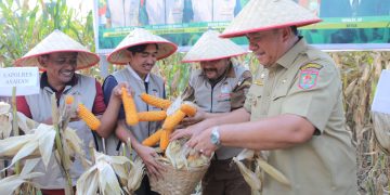 Hadiri Panen Raya Jagung di Tinggi Raja, Bupati Asahan: Pemerintah Teguhkan Komitmen Kemandirian Pangan Daerah
