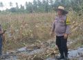 Polres Tanjungbalai Garap Lahan Untuk Tanaman Jagung di Kecamatan Datuk Bandar