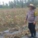 Polres Tanjungbalai Garap Lahan Untuk Tanaman Jagung di Kecamatan Datuk Bandar