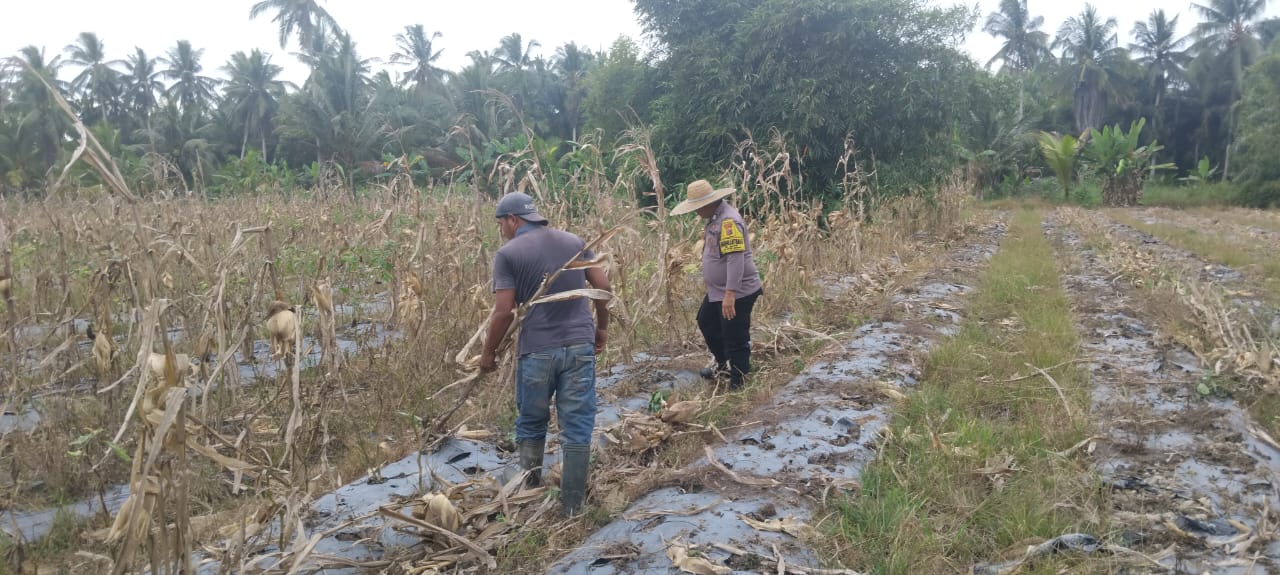Polres Tanjungbalai Garap Lahan Untuk Tanaman Jagung di Kecamatan Datuk Bandar