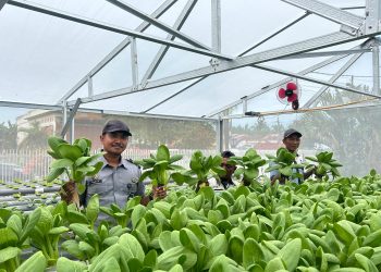 Lapas Labuhan Ruku Sukses Panen Sayuran Segar Dari Teknologi Hidroponik