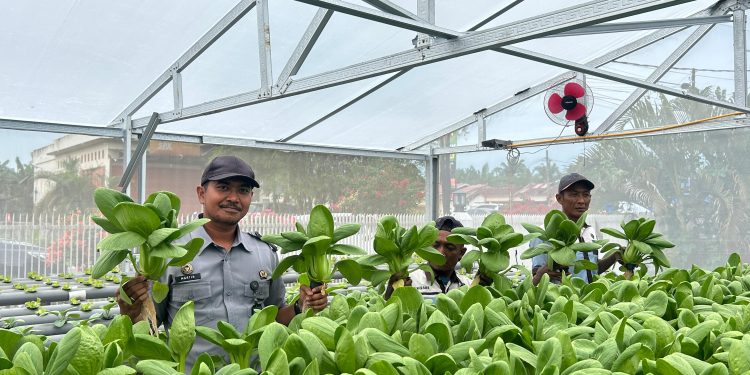 Lapas Labuhan Ruku Sukses Panen Sayuran Segar Dari Teknologi Hidroponik