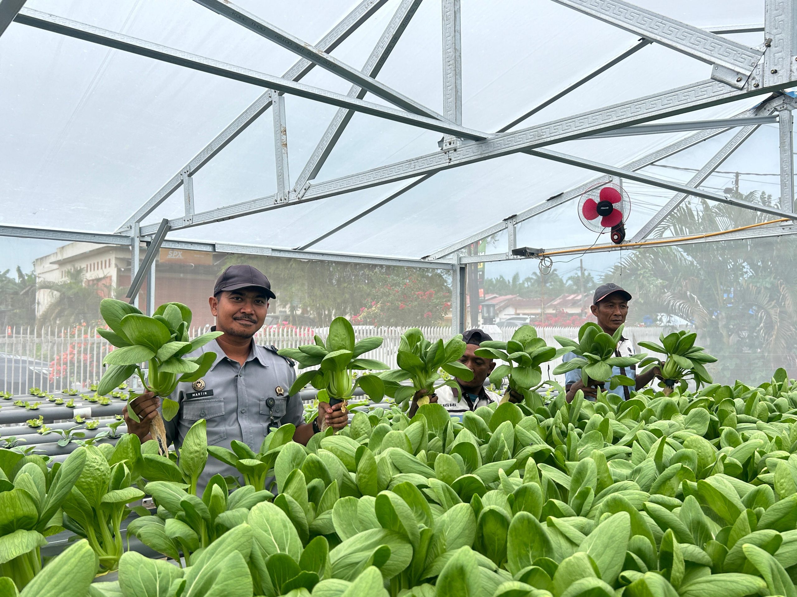 Lapas Labuhan Ruku Sukses Panen Sayuran Segar Dari Teknologi Hidroponik