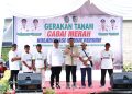 Bupati Batubara Bersama Gubsu Laksanakan Gerakan Tanam Cabai Bersama