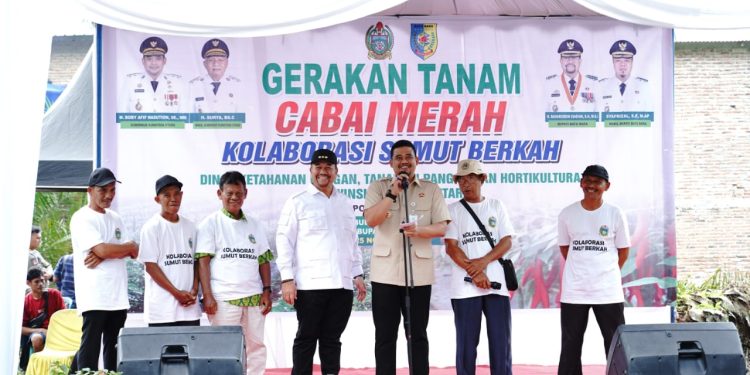 Bupati Batubara Bersama Gubsu Laksanakan Gerakan Tanam Cabai Bersama