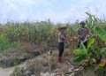 Jelang Panen Raya, Kabag SDM Polres Tanjungbalai Tinjau Lahan Jagung Binaan