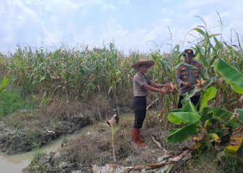Jelang Panen Raya, Kabag SDM Polres Tanjungbalai Tinjau Lahan Jagung Binaan
