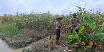 Jelang Panen Raya, Kabag SDM Polres Tanjungbalai Tinjau Lahan Jagung Binaan