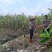 Jelang Panen Raya, Kabag SDM Polres Tanjungbalai Tinjau Lahan Jagung Binaan