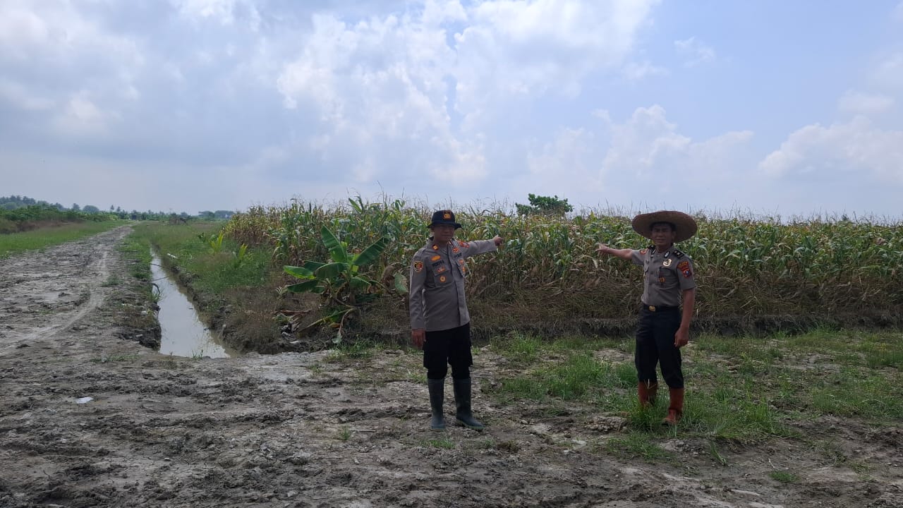 Jelang Panen Raya, Kabag SDM Polres Tanjungbalai Tinjau Lahan Jagung Binaan