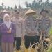 Dukung Swasembada Pangan, Polres Tanjungbalai Gelar Panen Raya Jagung