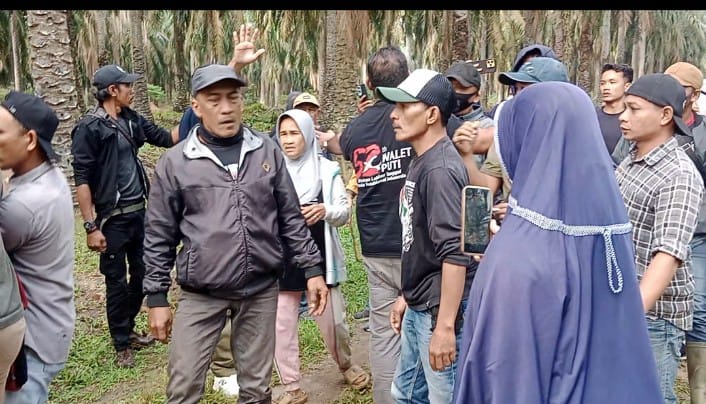 tandan buah segar (TBS) di wilayah areal kebun Kuala Piasa Estate, Kecamatan Tinggi Raja, Kabupaten Asahan, Sumatera Utara.