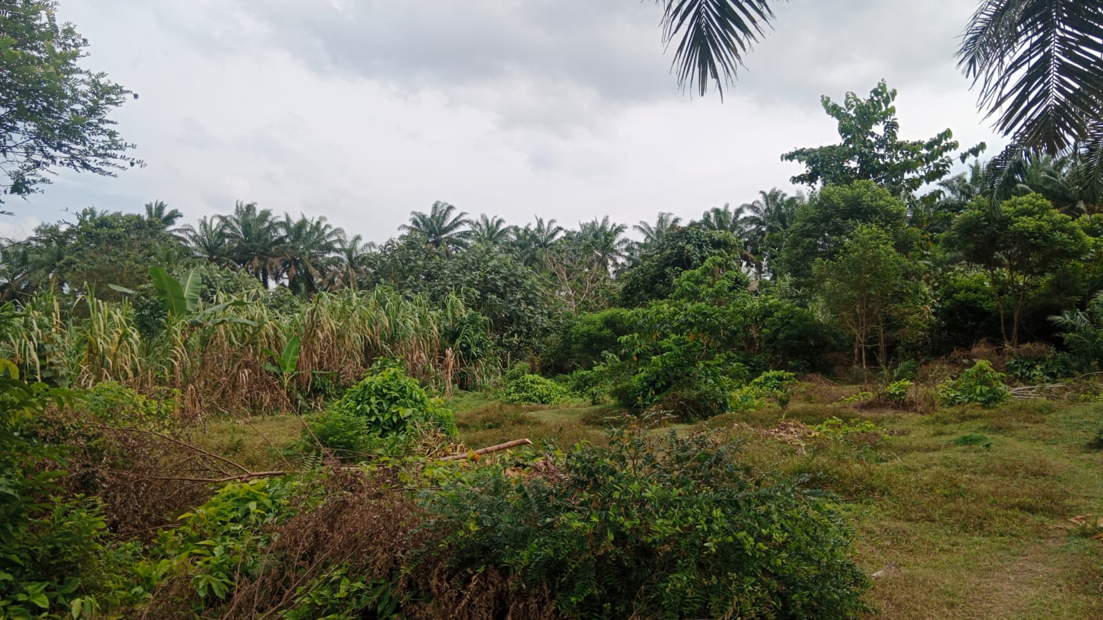 Lahan HGU di Telantarkan, Manager PTPN III Kebun Ambalutu Bungkam